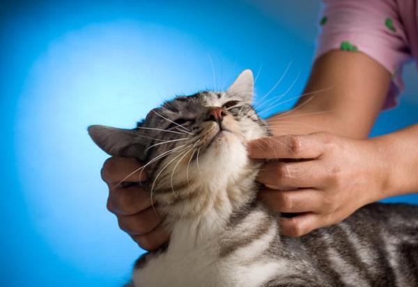 Cómo darle un masaje a un gato - Cómo darle un masaje relajante a un gato