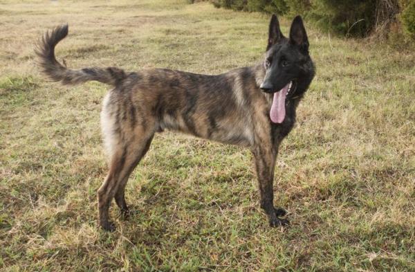 Tipos de pastor alemán - Todas las variaciones de raza - Razas de perros similares al pastor alemán