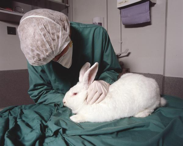 Enfermedades comunes de las orejas de conejo - Síntomas, causas y tratamiento - Fibromatosis o fibroma de Shope