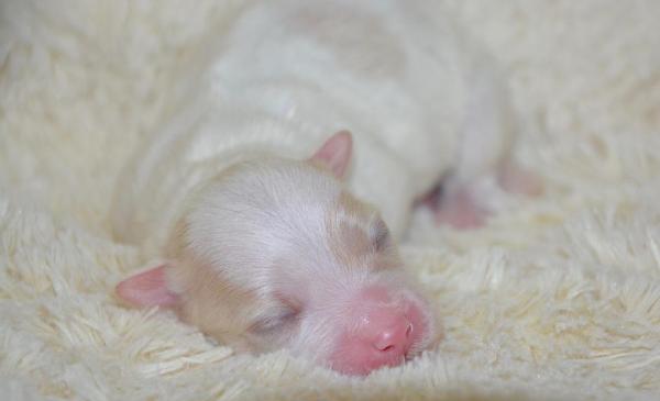 ¿Por qué mi cachorro no come? - Cachorro recién nacido que no come