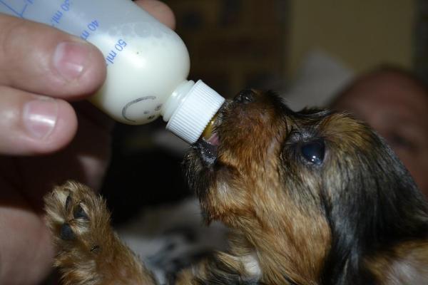 ¿Por qué mi cachorro no come? - Qué alimentar a los cachorros recién nacidos sin madre.