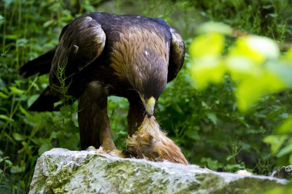 Lista de aves carnívoras - Ejemplos de aves rapaces - ¿Qué comen las aves carnívoras?