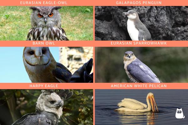 Lista de aves carnívoras - Ejemplos de aves rapaces - Ejemplos de aves carnívoras