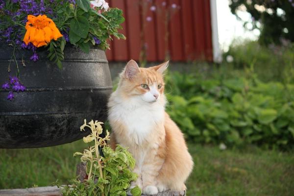 Todo lo que hay que saber sobre una gata en celo - Una gata en celo- síntomas