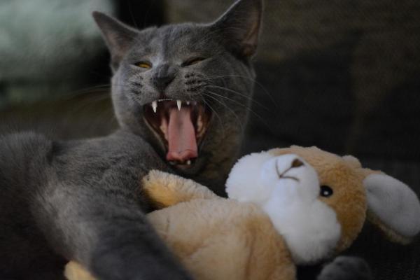 Todo lo que hay que saber sobre una gata en celo - Cuidando a una gata en celo