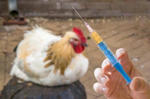 Coriza infecciosa en pollos - Síntomas y tratamiento - Tratamiento de la coriza infecciosa en pollos