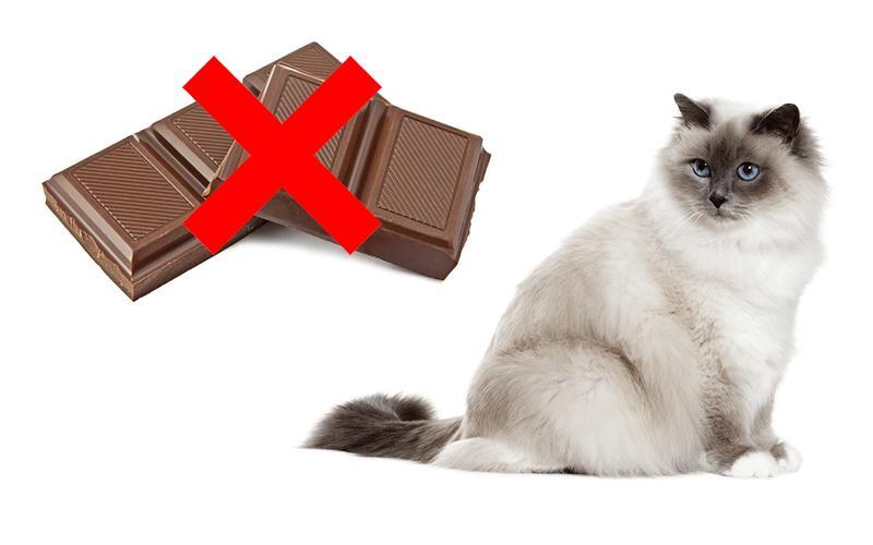 ¿pueden Los Gatos Comer Chocolate?