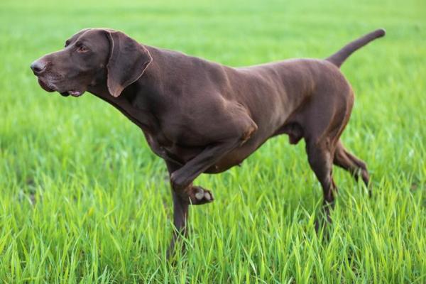 ¿Qué significa cuando un perro levanta una pata delantera? - 2. Comportamiento de caza