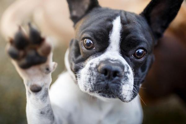 ¿Qué significa cuando un perro levanta una pata delantera? - 7. Quieren un poco de amor