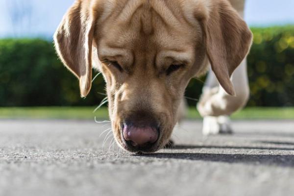 ¿Qué significa cuando un perro levanta una pata delantera? - 3. Sienten curiosidad por otros olores.