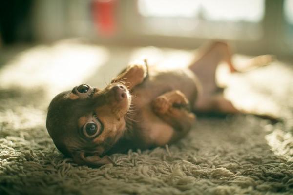 ¿Qué significa cuando un perro levanta una pata delantera? - 6. Castigo