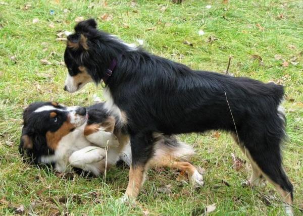 ¿Qué significa cuando un perro levanta una pata delantera? - 5. Miedo, sumisión o malestar