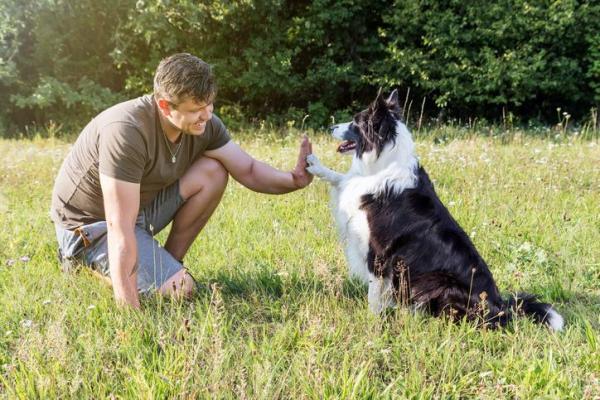 ¿Qué significa cuando un perro levanta una pata delantera? - 8. Entrenamiento y habilidades caninas