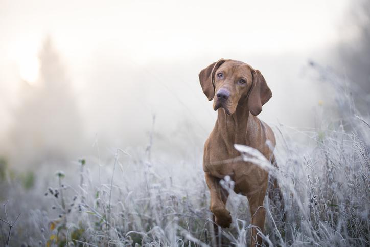 ¿Qué Significa Cuando Un Perro Levanta Una Pata Delantera? ¿qué Significa Cuando Un Perro Levanta Una Pata Delantera?