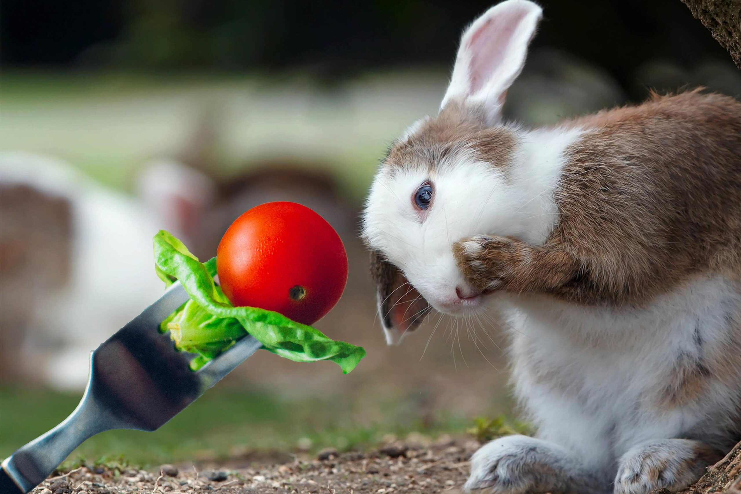 ¿pueden Los Conejos Comer Tomates?