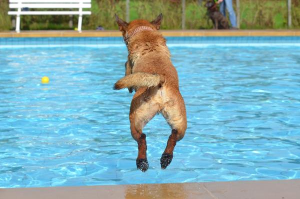 ¿Todos los perros pueden nadar? - Razas más adaptadas al agua - Enseñar a nadar a un perro