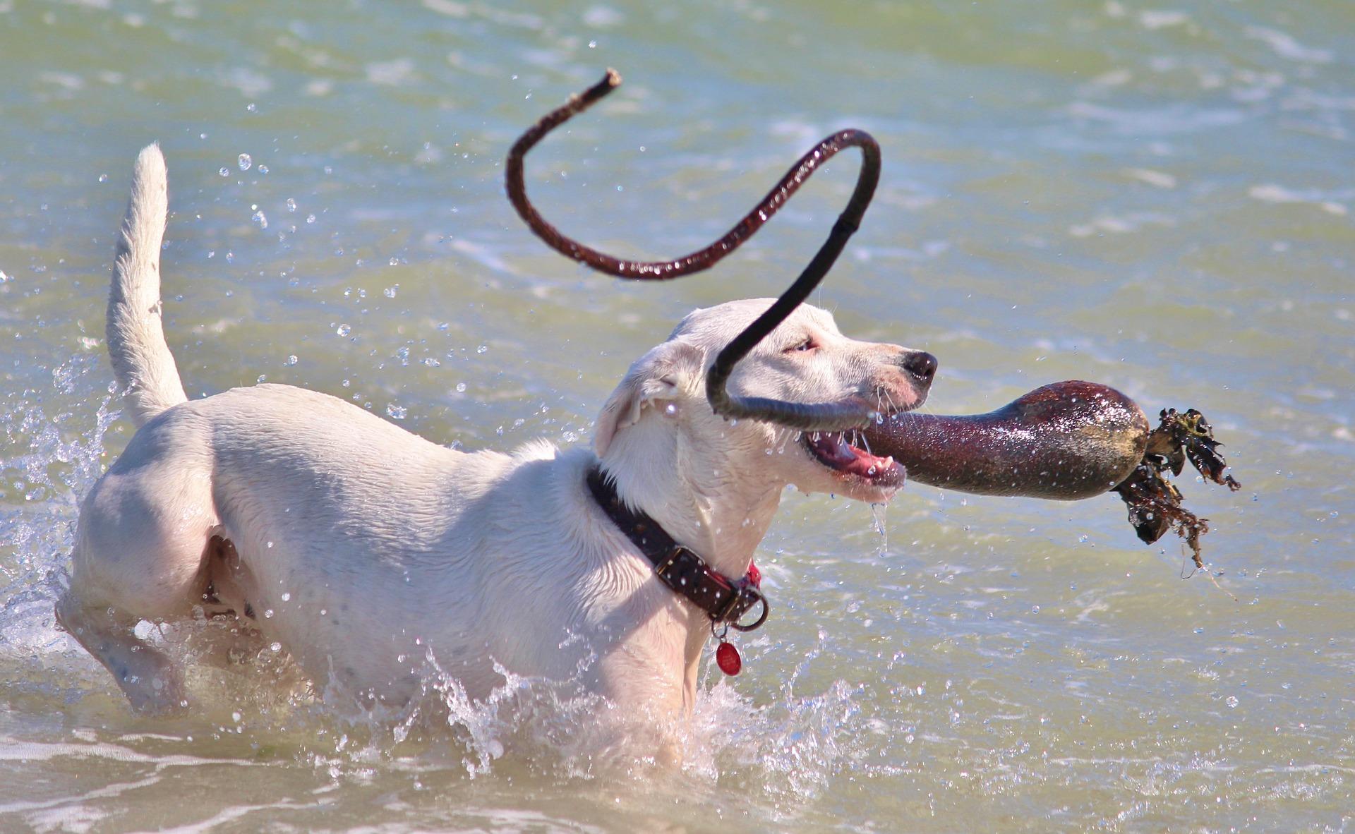 ¿Todos Los Perros Pueden Nadar? - Razas Más Adaptadas Al Agua ¿todos Los Perros Pueden Nadar? Razas Más Adaptadas Al