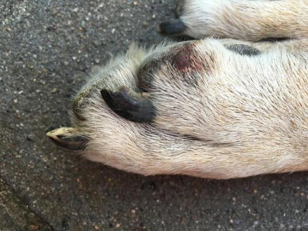 Cómo tratar la lesión en la almohadilla de la pata de un perro: cómo saber si mi perro tiene heridas en la almohadilla