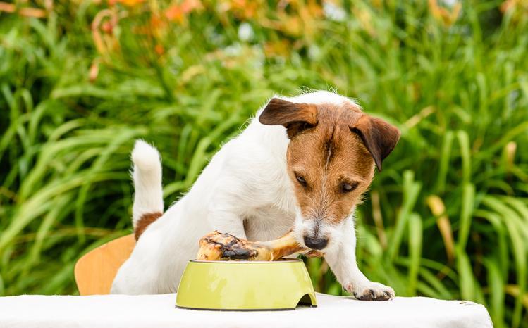 Beneficios De La Comida Casera Para Perros Guía Nutricional