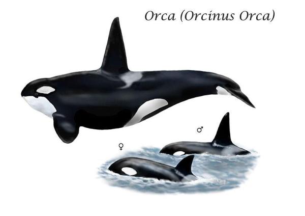 ¿Por qué las aletas de las orcas se doblan en cautiverio? - Aletas dorsales de orca en estado salvaje.