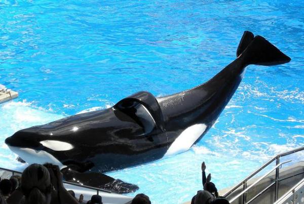 ¿Por qué las aletas de las orcas se doblan en cautiverio? - ¿Por qué se doblan las aletas dorsales de las orcas?