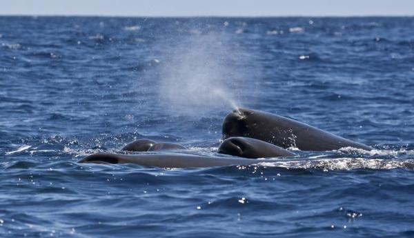 ¿Cómo respiran las ballenas?  - ¿Cómo respiran las ballenas?