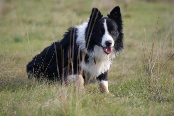 Nombres de perros que significan leal - Macho y hembra - Nombres de perros leales: hembra