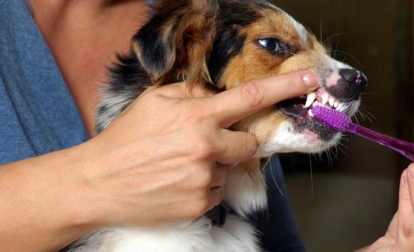 Cómo hacer pasta de dientes casera para perros - Pasta de dientes con bicarbonato de sodio y agua