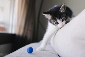 Traer Un Gato Nuevo a Casa: Adaptar Su Casa