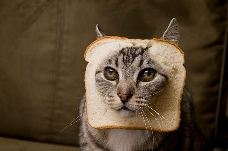 ¿el Pan Es Malo Para Los Gatos?