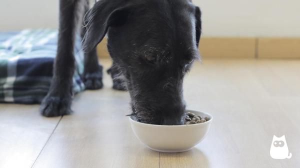Intolerancia alimentaria en perros - Síntomas y Dieta - Sensibilidad alimentaria en perros - el mejor pienso