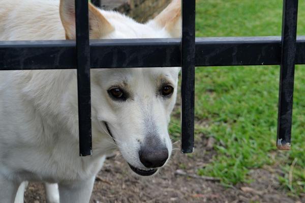 ¿Por qué mi perro ladra a algunos extraños y a otros no?  - ¿Los perros ladran a las personas para defender su territorio? 
