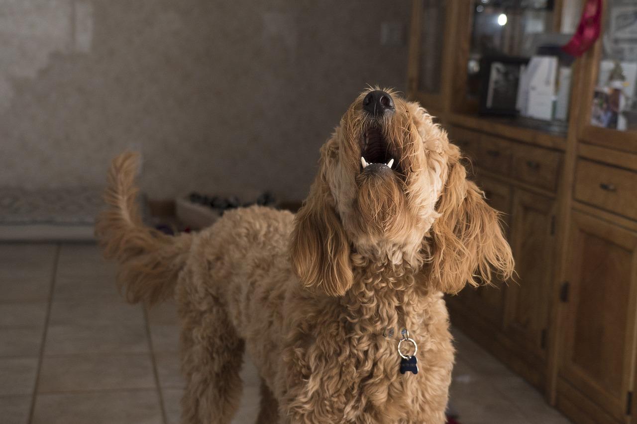 ¿por Qué Mi Perro Ladra a Algunos Extraños Y a