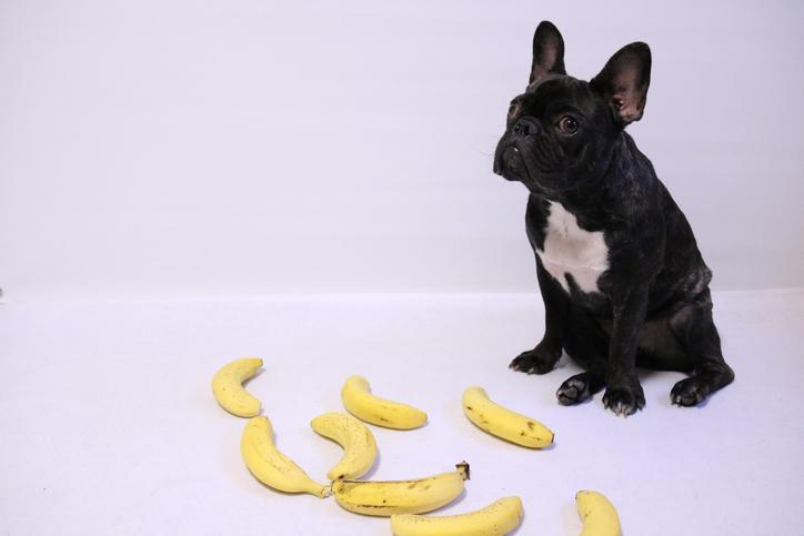 ¿pueden Los Perros Comer Plátanos?