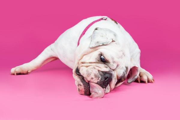 ¿Por qué mi perro lame el suelo? - ¿Por qué mi perro no deja de lamer el suelo?