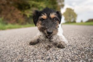 ¿por Qué Mi Perro Lame El Suelo?