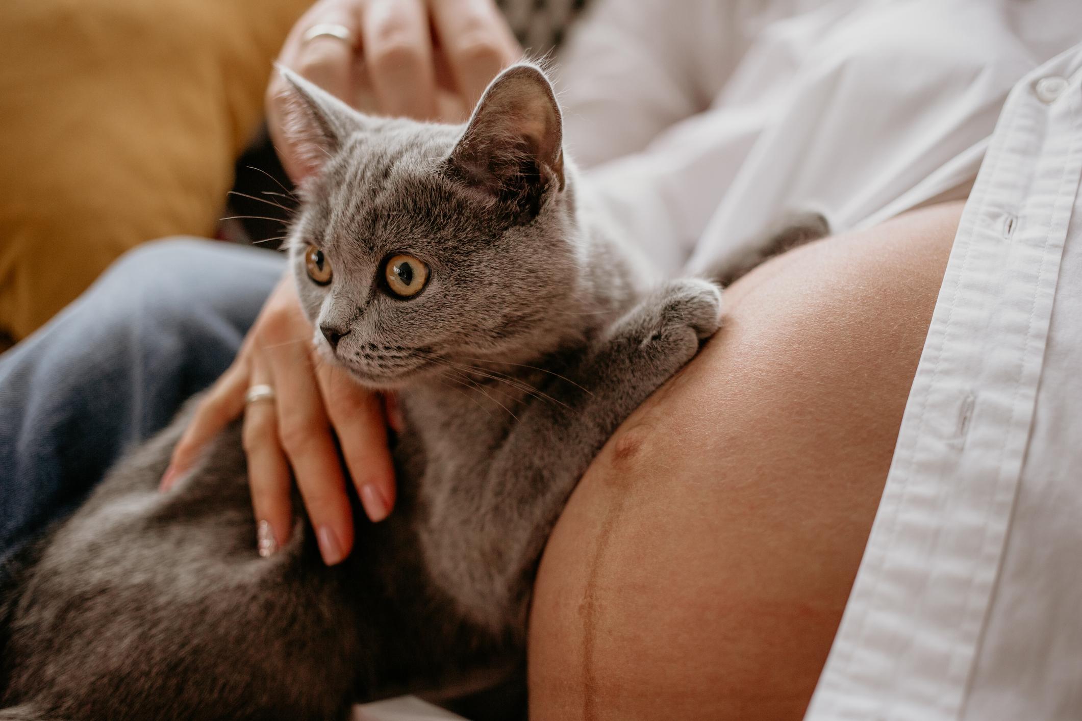 ¿pueden Los Gatos Sentir El Embarazo De Una Mujer?