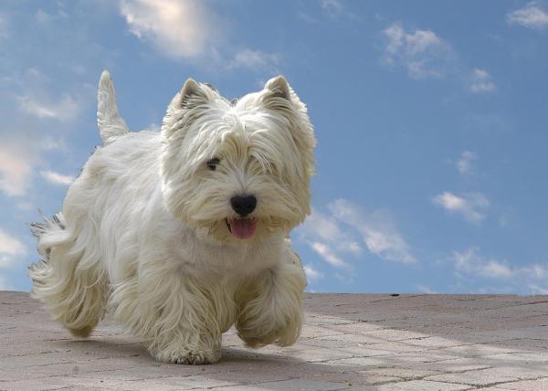 Lista de las mejores razas de perros pequeños: 2. West Highland White Terrier