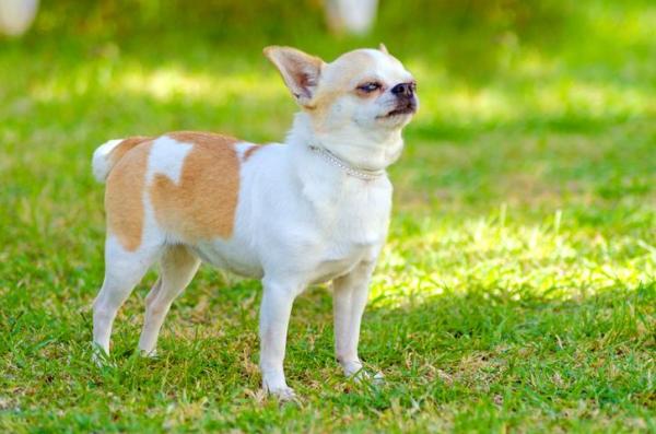 Lista de las mejores razas de perros pequeños: 6. Chihuahua