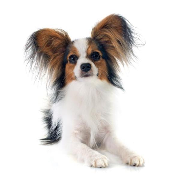 Lista de las mejores razas de perros pequeños: 5. Continental Toy Spaniel