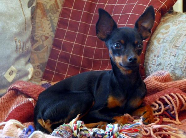 Lista de las mejores razas de perros pequeños: 3. Ratero de Praga