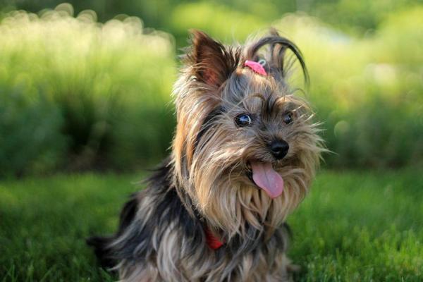 Lista de las mejores razas de perros pequeños: 10. Yorkshire terrier