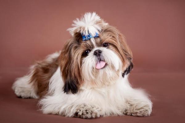 Lista de las mejores razas de perros pequeños: 12. Shih tzu