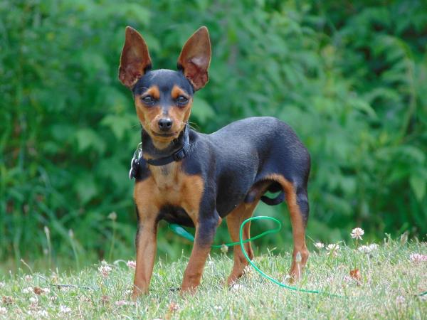 Lista de las mejores razas de perros pequeños: 8. Pinscher miniatura