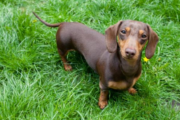 Lista de las mejores razas de perros pequeños: 9. Perro salchicha miniatura