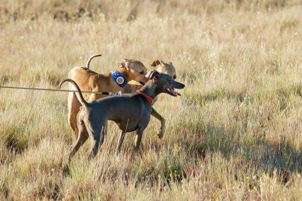 Lista de las mejores razas de perros pequeños: 7. Galgo italiano