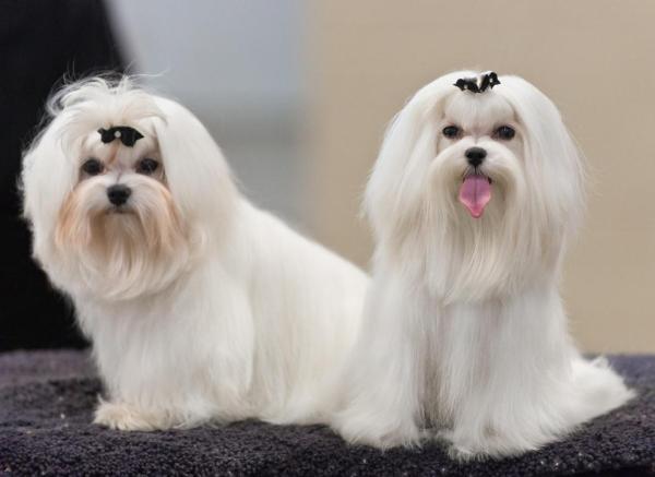 Lista de las mejores razas de perros pequeños: 11. Perro maltés