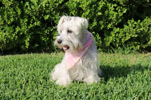 Lista de las mejores razas de perros pequeños: 13. Schnauzer miniatura
