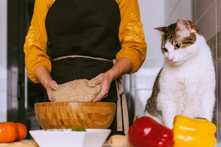Cómo Cocinar Pollo Para Gatos