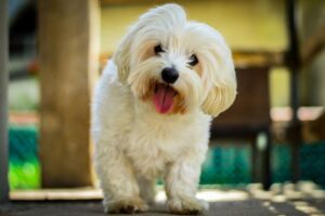 Nombres De Perros Malteses: Macho Y Hembra